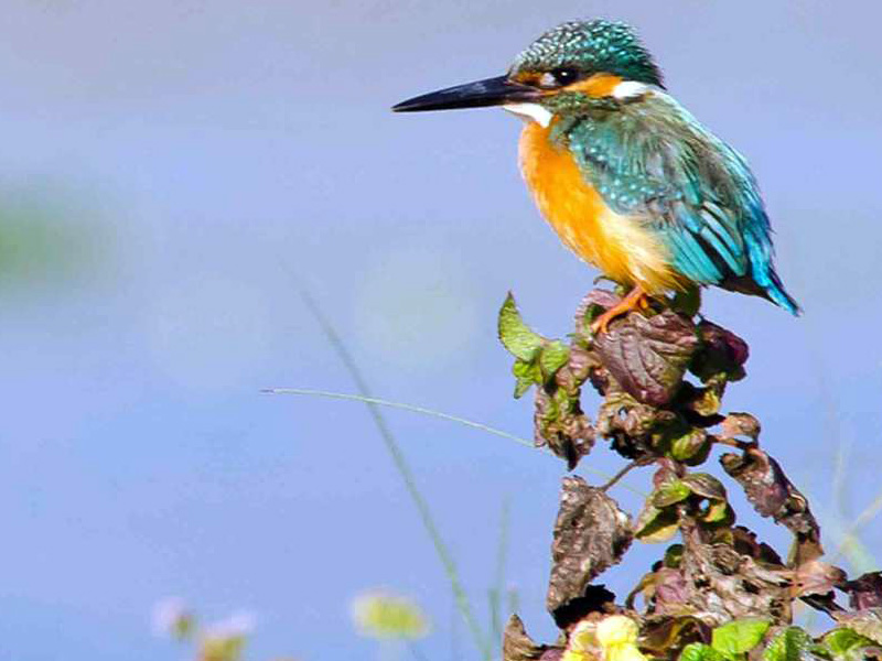 Bird Watching Tour in Nepal