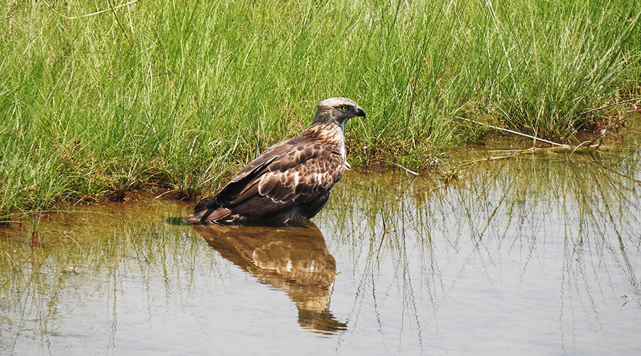 Bird Watching Tour in Nepal