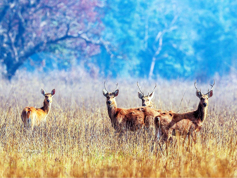Suklaphanta Wildlife Reserve