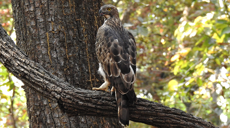 Suklaphanta Wildlife Reserve