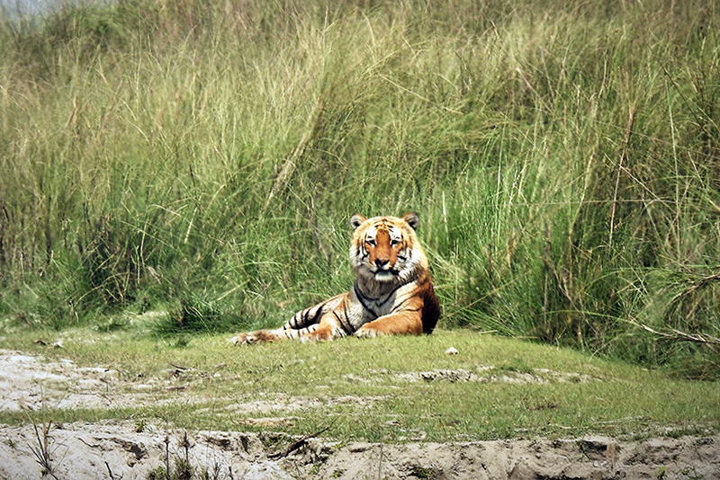 Nepal Wildlife Expedition