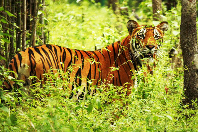 Nepal Wildlife Tour