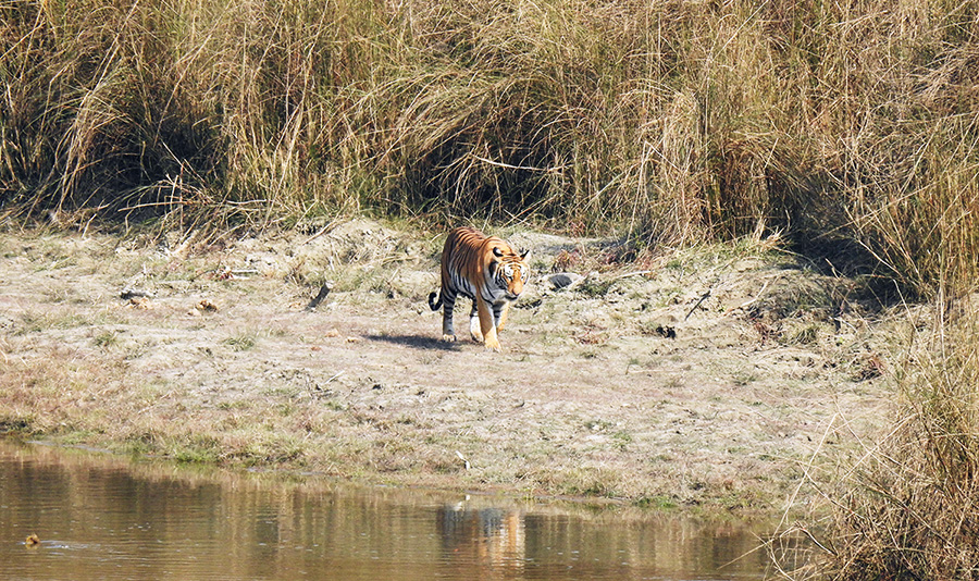 Nepal's Temple and Tiger Tour