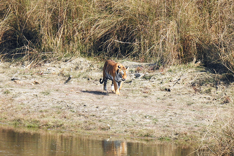 Nepal's Temple and Tiger Tour