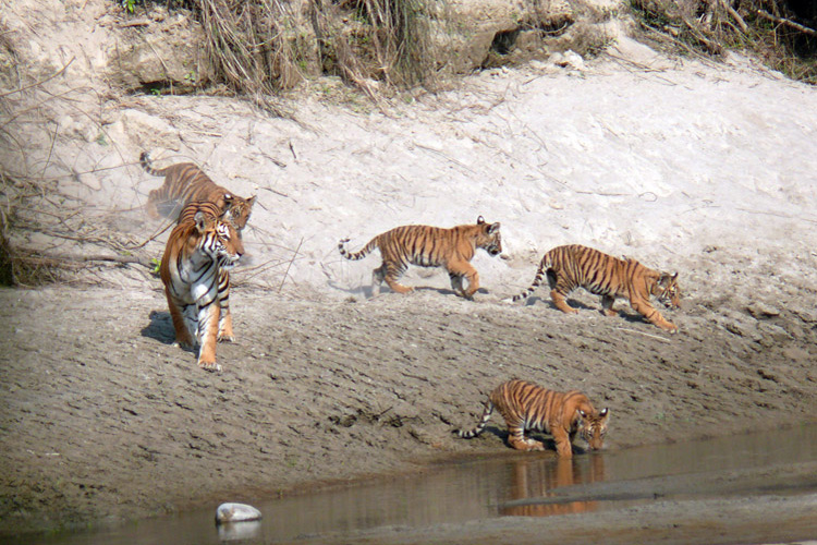 Bardia Tiger Tracking Tour